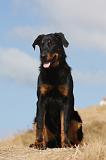 BEAUCERON - PUPPIES 224